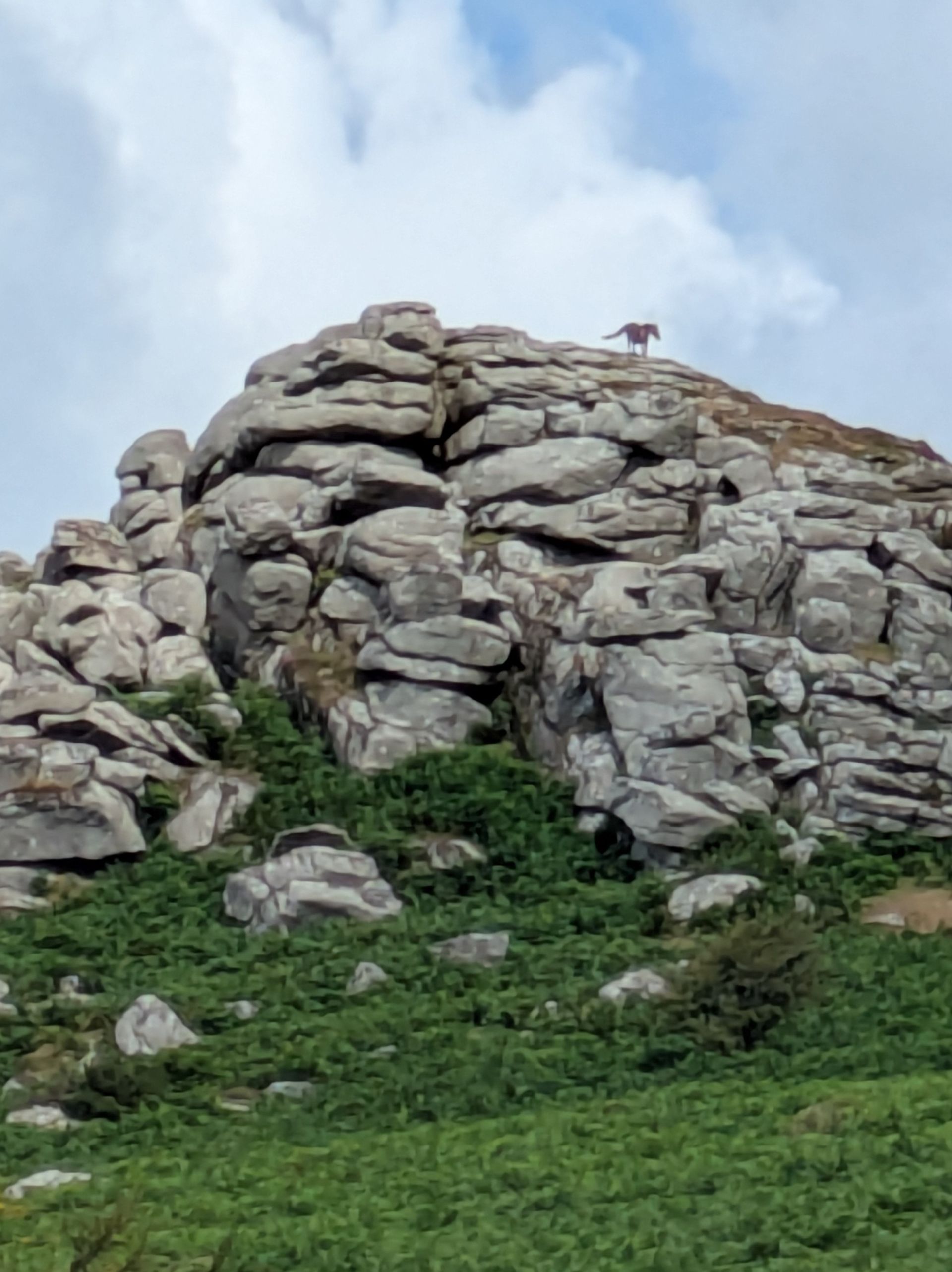 Bell Tor with Dartmoor Pony summiting